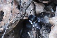 Melecta luctuosa