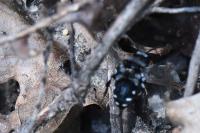Melecta luctuosa