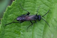 Macrophya annulata