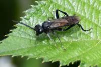 Macrophya annulata
