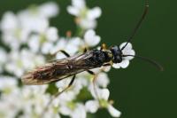 Cephus pygmeus