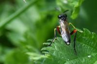 Macrophya rufipes