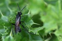 Macrophya annulata