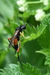 Macrophya rufipes