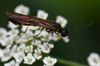 Cephus spinipes