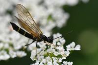 Cephus spinipes