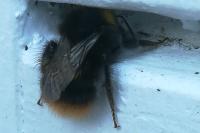 Bombus lapidarius