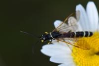 Phylloecus linearis