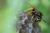 Polistes nimpha