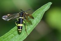 Tenthredo zona