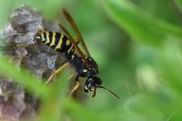 Polistes nimpha
