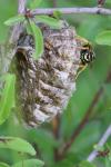 Polistes nimpha