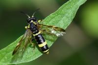 Tenthredo zona