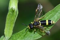 Tenthredo zona