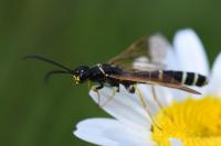 Phylloecus linearis