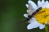 Phylloecus linearis