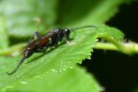 Macrophya blanda