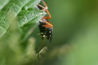 Tenthredo atra