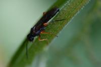 Tenthredo atra