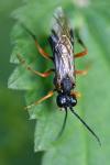 Tenthredo atra
