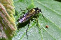 Tenthredo mesomela