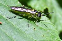 Tenthredo mesomela