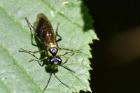Tenthredo mesomela