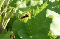 Vespa crabro
