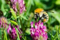 Bombus pascuorum