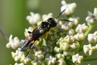 Zonuledo zonula