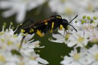 Macrophya montana