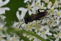 Macrophya montana