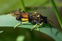 Tenthredo maculata