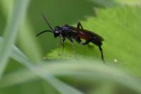 Macrophya annulata