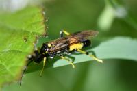 Tenthredo maculata