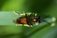 Tenthredo maculata