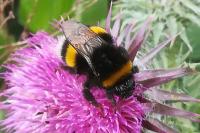 Bombus terrestris/lucorum