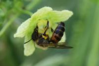 Andrena florea