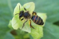 Andrena florea