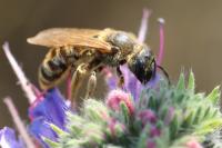 Halictus scabiosae