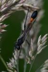 Ammophila sabulosa