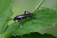 Macrophya blanda