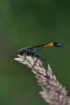 Ammophila sabulosa