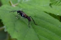Macrophya blanda