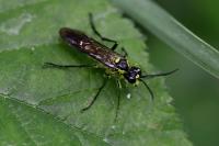 Tenthredo mesomela