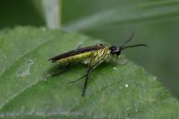 Tenthredo mesomela