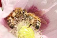 Apis mellifera