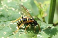 Tenthredo scrophulariae