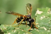 Tenthredo scrophulariae