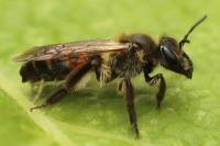 Andrena florea